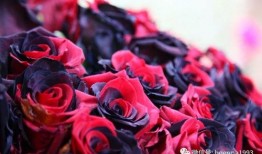 色玫瑰在线观看,在线揭秘神秘花语，探寻情感密码